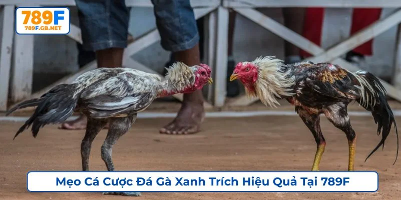 Bạn nên theo dõi các trận đấu trước khi đặt cược