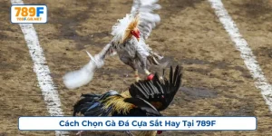 cách chọn gà đá cựa sắt hay