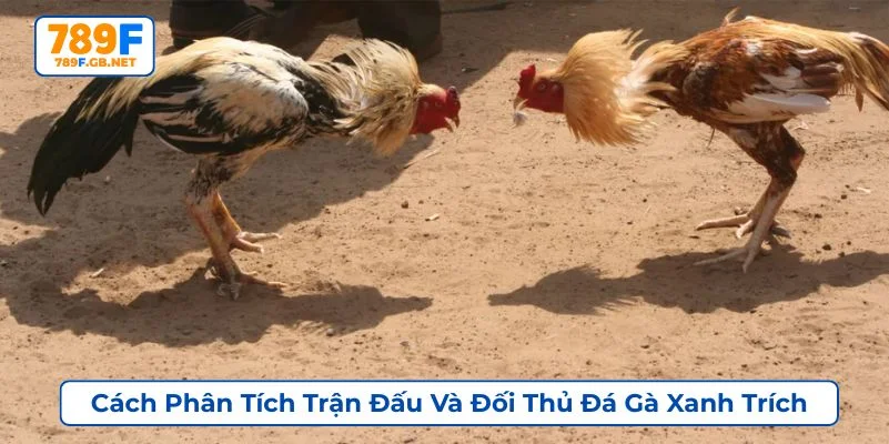 Người chơi cần đánh giá phong độ của gà chiến khi cá cược